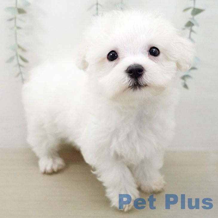 マルチーズの写真2