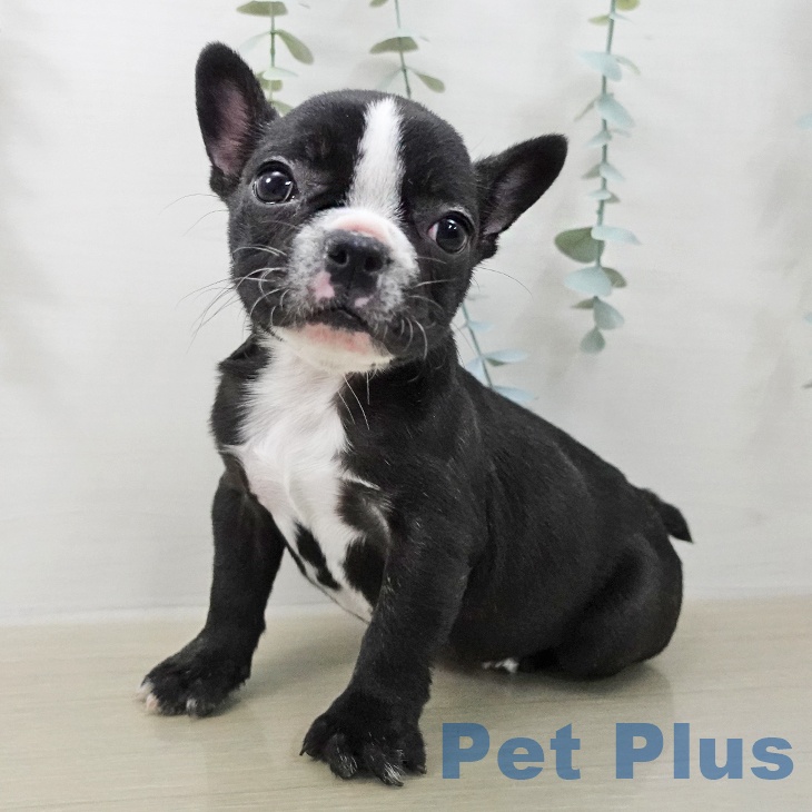 埼玉県のフレンチブルドッグ (ペットプラス ららぽーと新三郷店/2025年12月19日生まれ/女の子/ブリンドルホワイト)の子犬の1枚目の画像