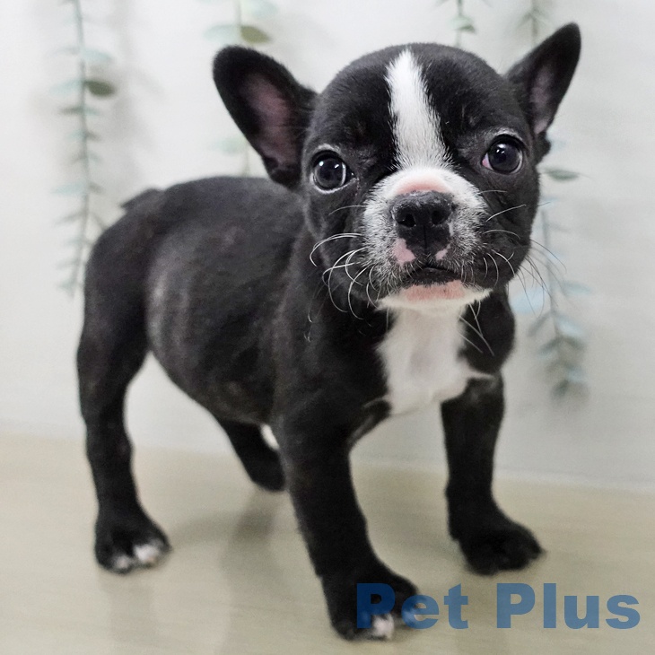 埼玉県のフレンチブルドッグ (ペットプラス ららぽーと新三郷店/2025年12月19日生まれ/女の子/ブリンドルホワイト)の子犬の2枚目の画像