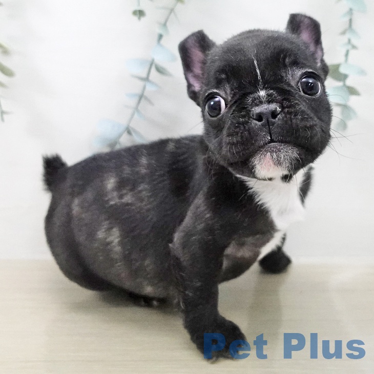 フレンチ・ブルドッグ