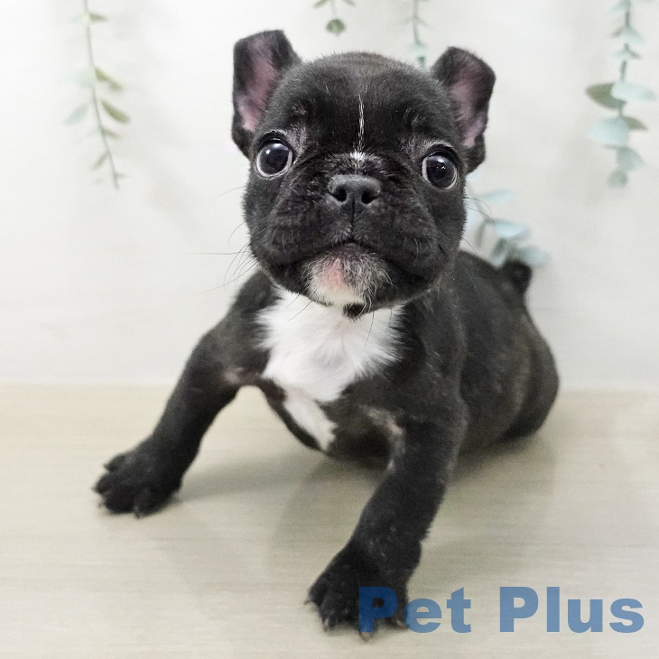 フレンチ・ブルドッグの写真2