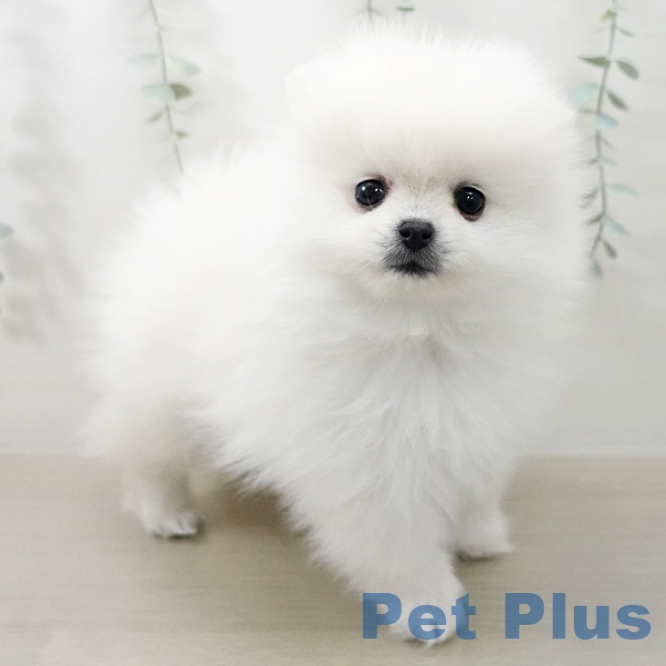ポメラニアンの写真2