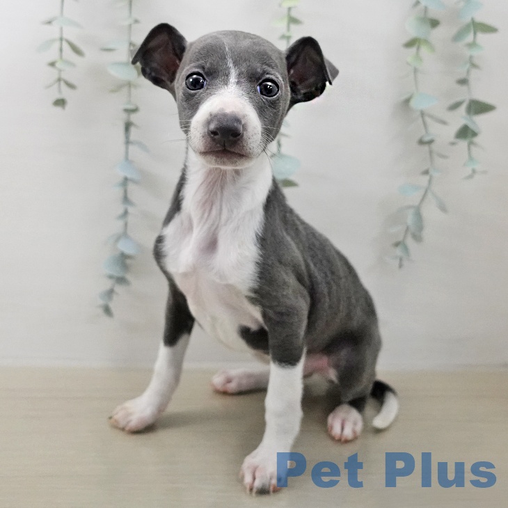 イタリアン・グレーハウンド