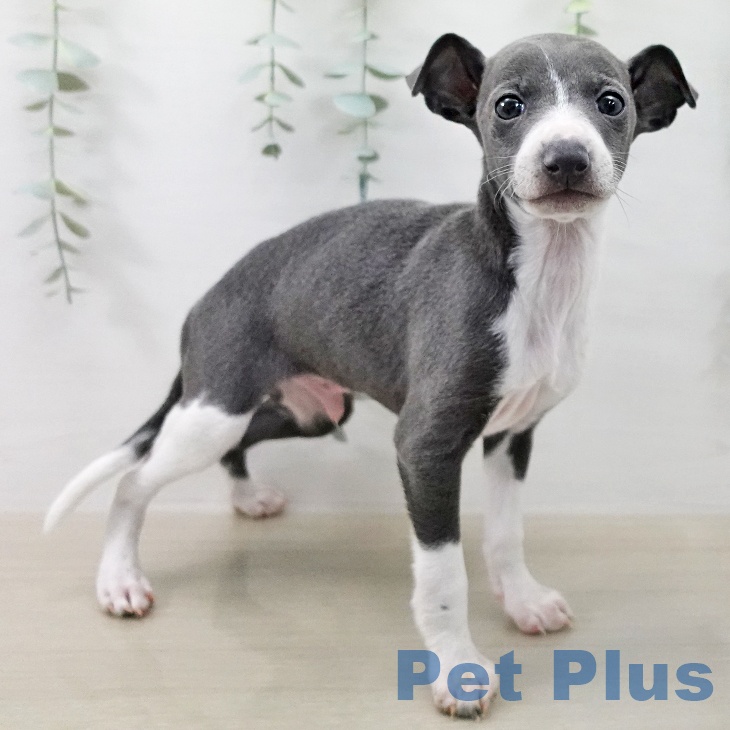 イタリアン・グレーハウンドの写真2