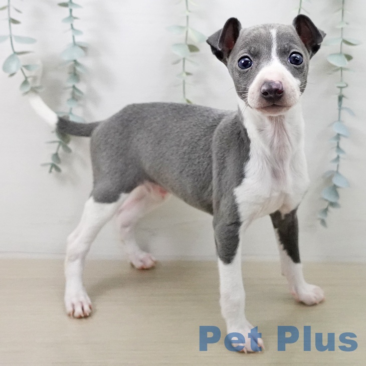 イタリアン・グレーハウンド