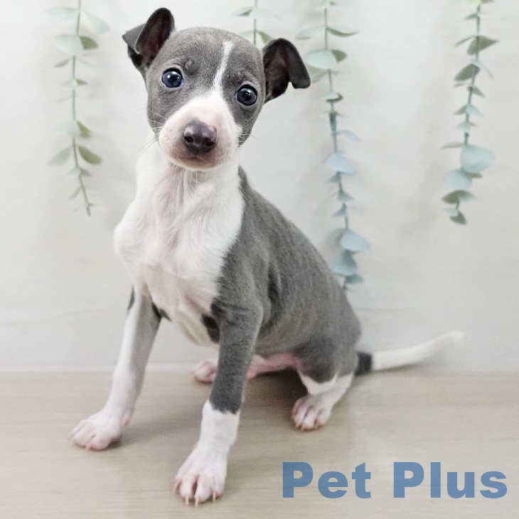 イタリアン・グレーハウンド