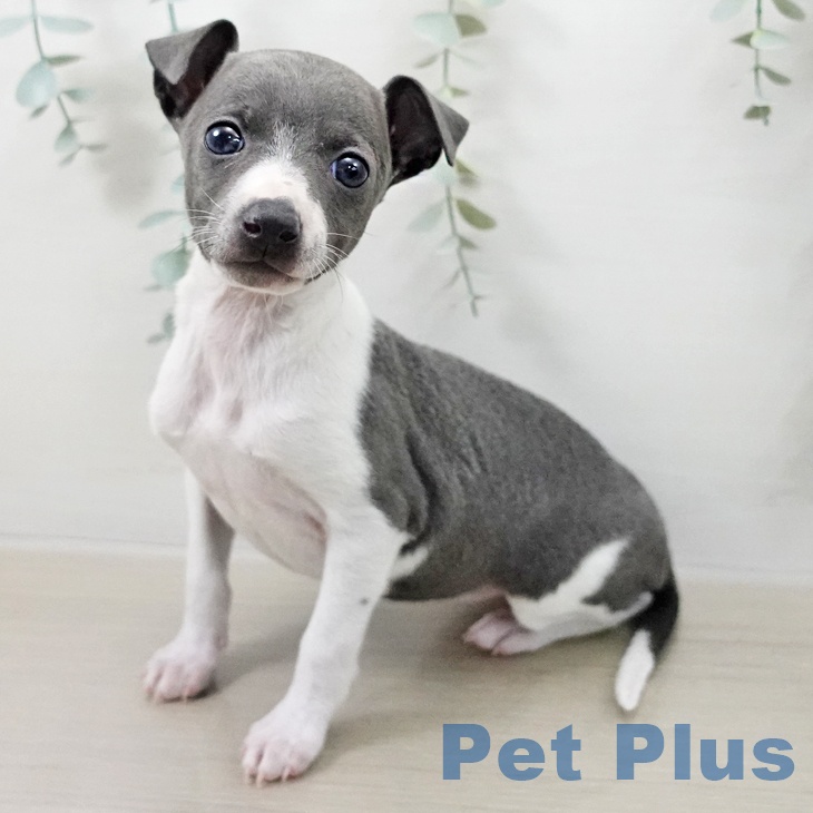 イタリアン・グレーハウンド