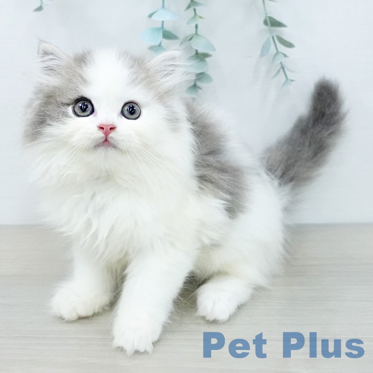 スコティッシュフォールド