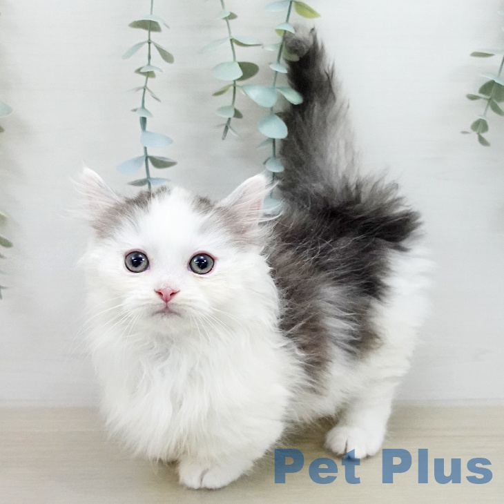 埼玉県のマンチカン (ペットプラス ピオニウォーク東松山店/2025年12月20日生まれ/男の子/シルバータビーホワイト)の子猫