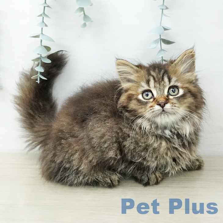 埼玉県のマンチカン (ペットプラス 羽生店/2025年12月20日生まれ/女の子/ブラウンパッチドタビー)の子猫