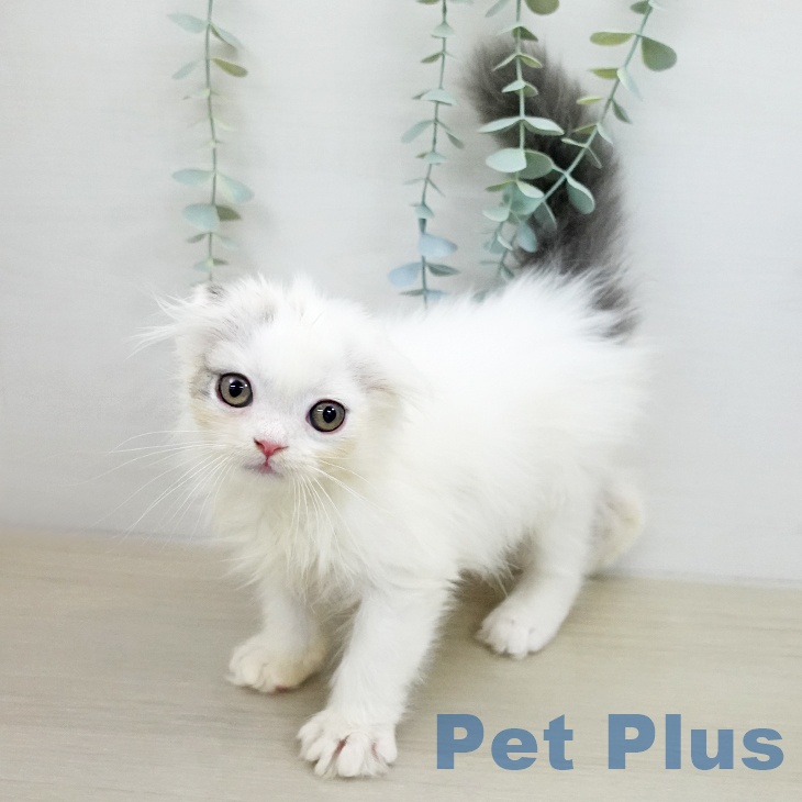 埼玉県のスコティッシュフォールド (ペッツワン 新座店/2025年12月15日生まれ/男の子/ブルーホワイト)の子猫の1枚目の画像