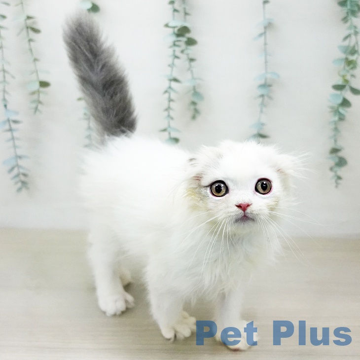 埼玉県のスコティッシュフォールド (ペッツワン 新座店/2025年12月15日生まれ/男の子/ブルーホワイト)の子猫の2枚目の画像