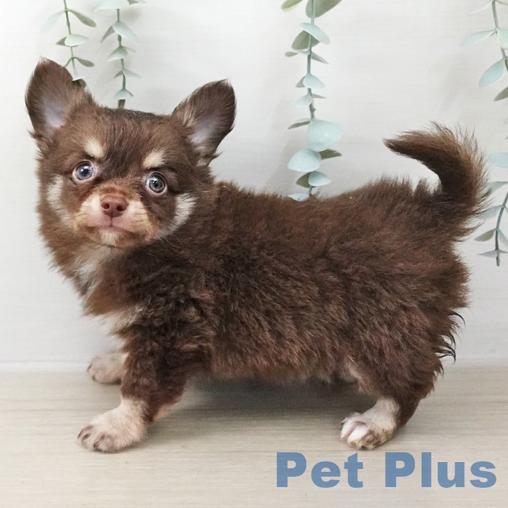 福島県のチワワ(ロング) (ペットプラス 福島店/2025年12月27日生まれ/男の子/チョコレートタンホワイト)の子犬