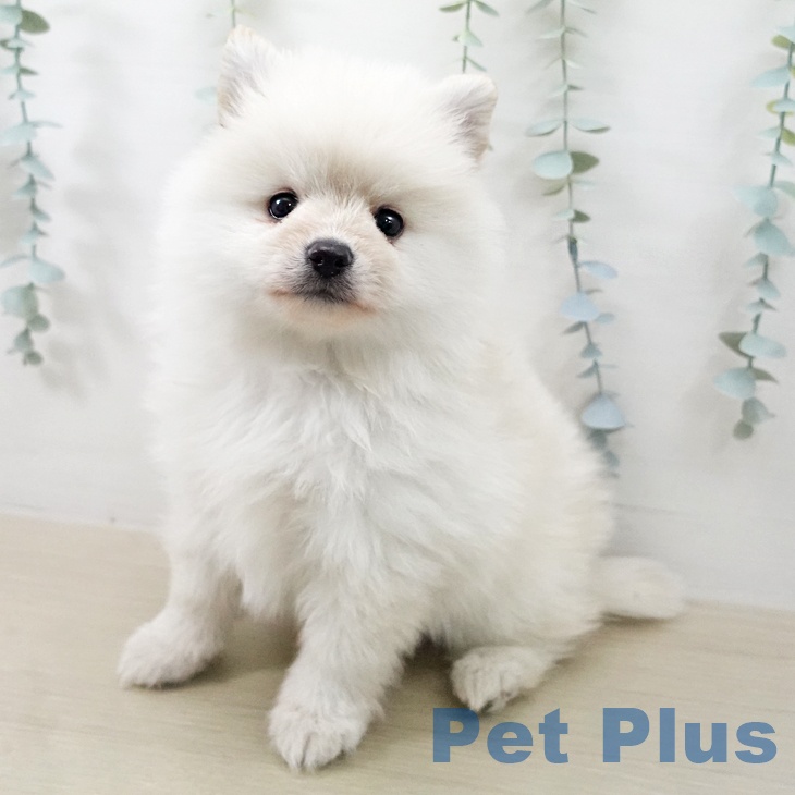 千葉県のポメラニアン (ペッツワン 千葉ニュータウン店/2025年12月27日生まれ/男の子/クリーム)の子犬の1枚目の画像
