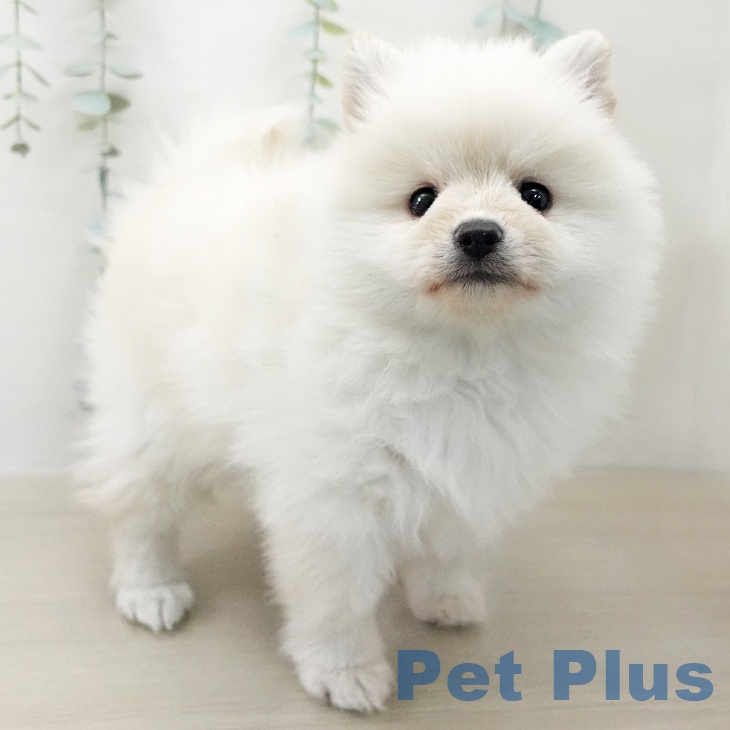 千葉県のポメラニアン (ペッツワン 千葉ニュータウン店/2025年12月27日生まれ/男の子/クリーム)の子犬の2枚目の画像