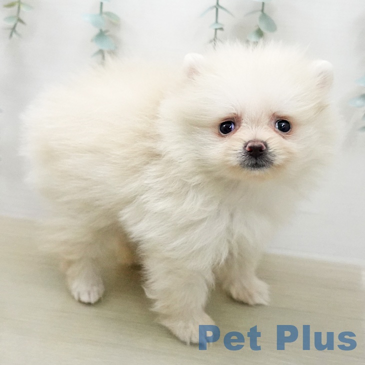 ポメラニアンの写真2