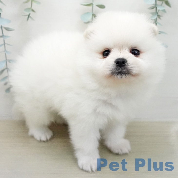 ポメラニアンの写真2