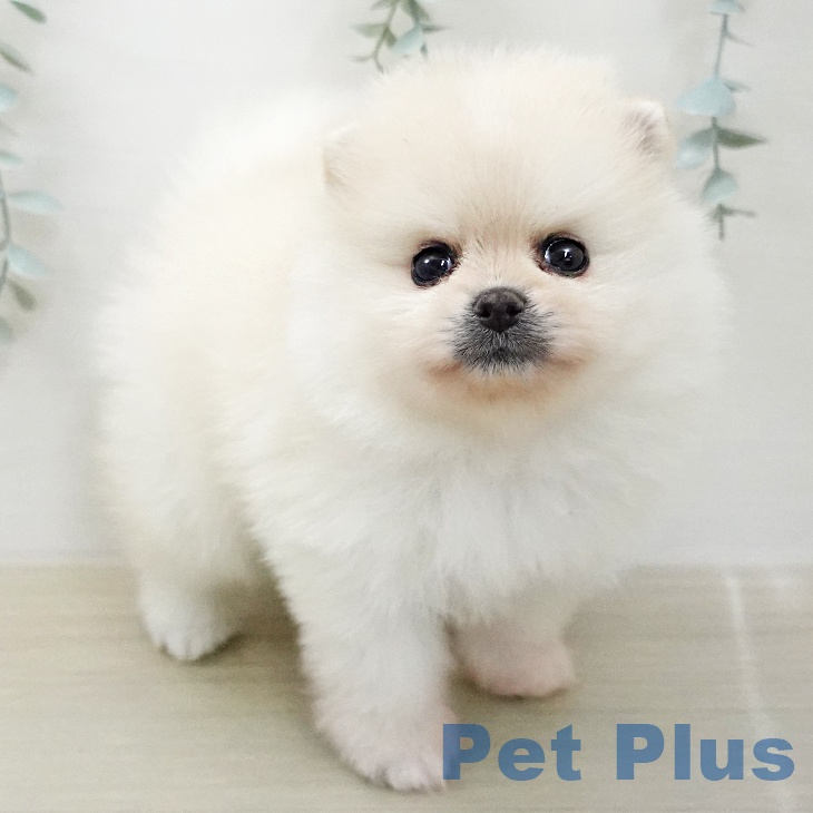 ポメラニアンの写真2