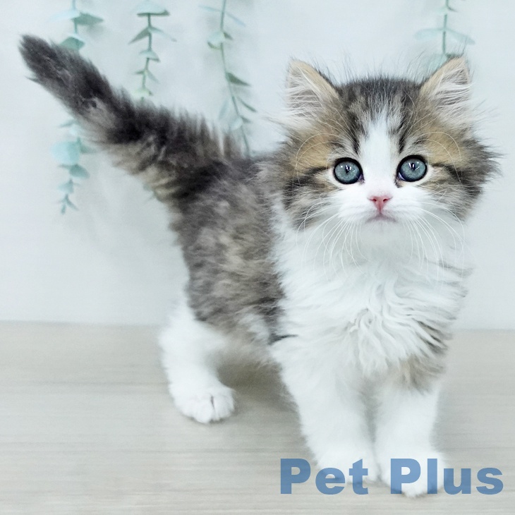 ミヌエットの写真2