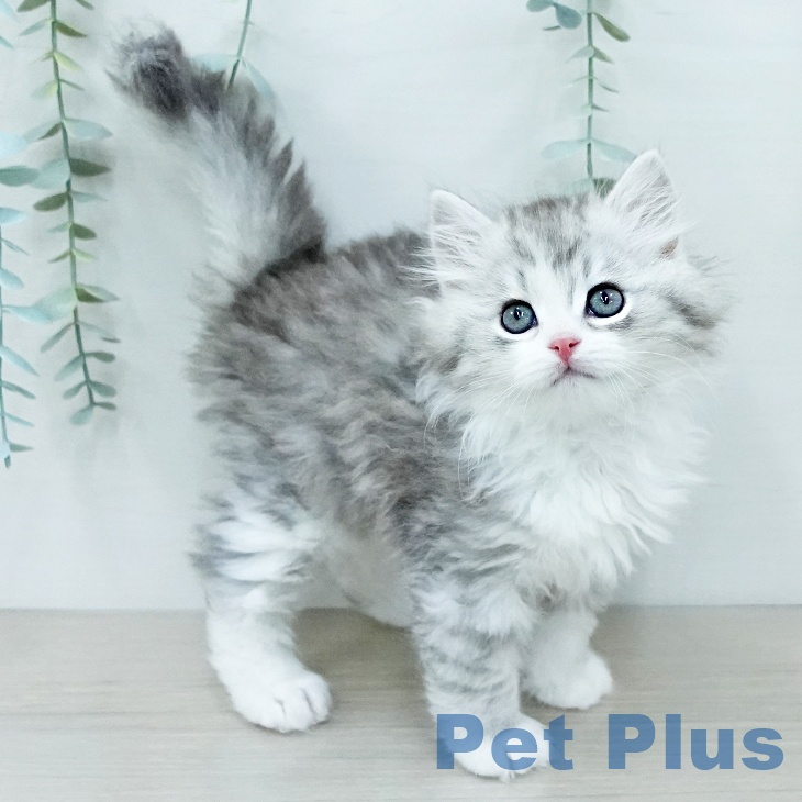 ミヌエットの写真2