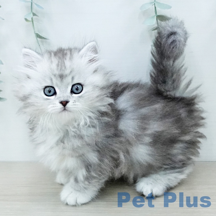 ミヌエットの写真2