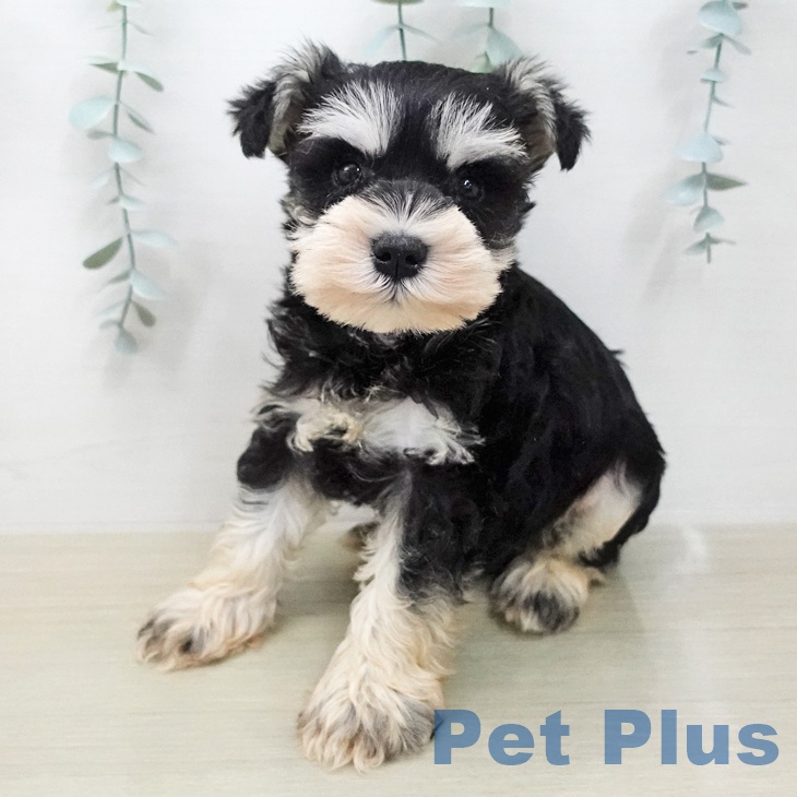 ミニチュア・シュナウザー