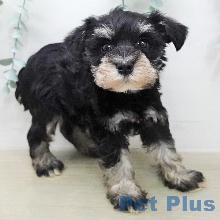 ミニチュア・シュナウザー