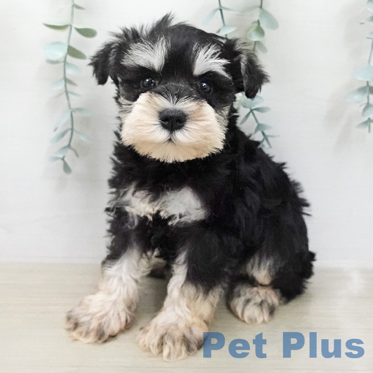 ミニチュア・シュナウザー