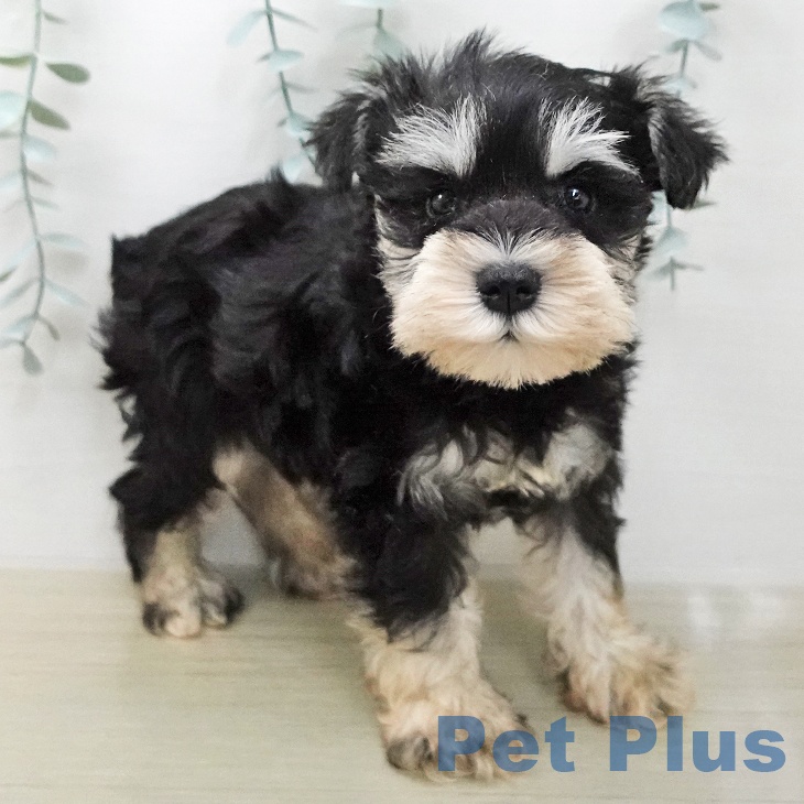 ミニチュア・シュナウザーの写真2