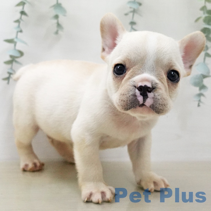 フレンチ・ブルドッグの写真2