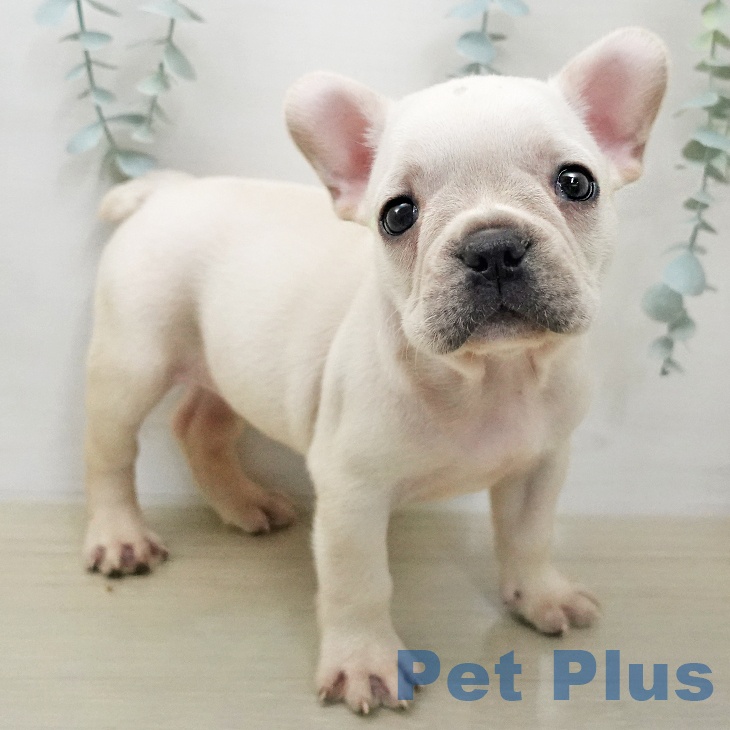 フレンチ・ブルドッグ