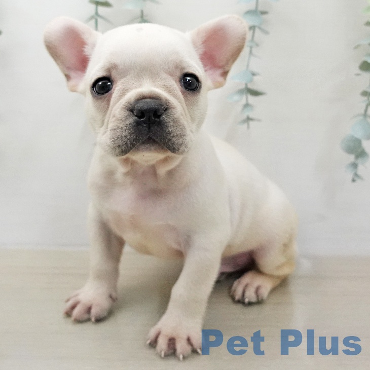 フレンチ・ブルドッグの写真2