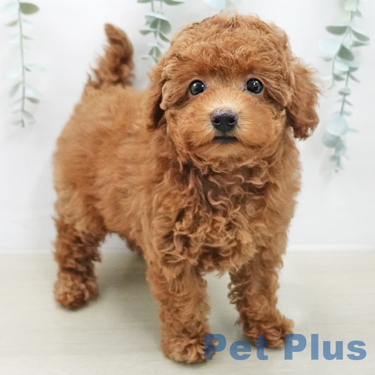 東京都のトイプードル(トイ) (ペッツワン 青梅インター店/2025年12月28日生まれ/女の子/レッド)の子犬の1枚目の画像