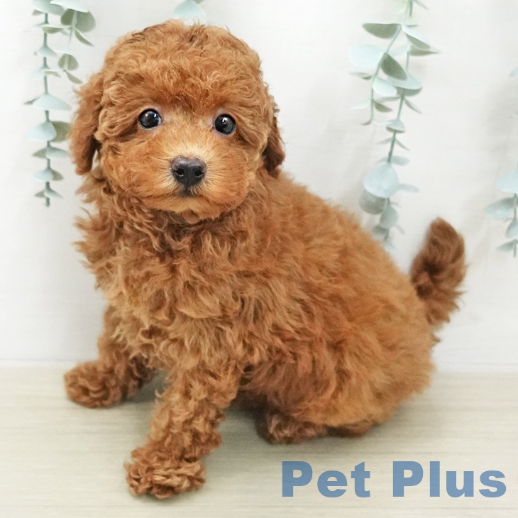 東京都のトイプードル(トイ) (ペッツワン 青梅インター店/2025年12月28日生まれ/女の子/レッド)の子犬の2枚目の画像