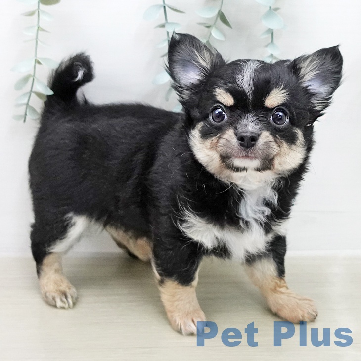 神奈川県のチワワ(ロング) (ペットプラス アミーゴ藤沢店/2025年12月28日生まれ/男の子/ブラックタンホワイト)の子犬