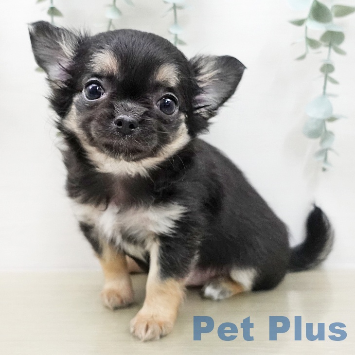 東京都のチワワ(ロング) (ペットプラス 多摩平の森店/2025年12月28日生まれ/女の子/ブラックタンホワイト)の子犬の1枚目の画像