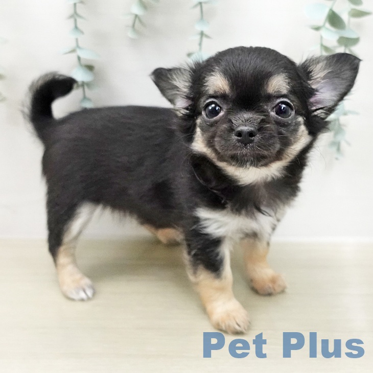 東京都のチワワ(ロング) (ペットプラス 多摩平の森店/2025年12月28日生まれ/女の子/ブラックタンホワイト)の子犬の2枚目の画像