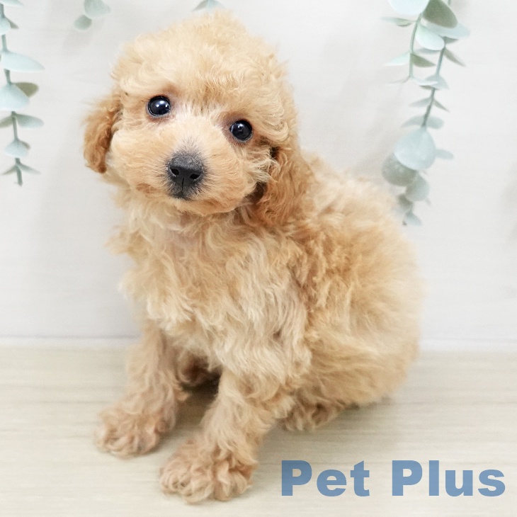 トイ・プードル