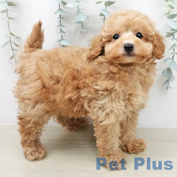 トイ・プードル