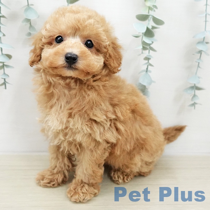 茨城県のトイプードル(トイ) (ペットプラス つくば店/2025年12月29日生まれ/男の子/アプリコット)の子犬の2枚目の画像