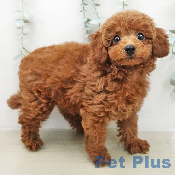 トイ・プードル