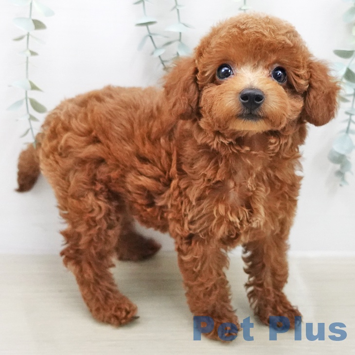 トイ・プードルの写真2