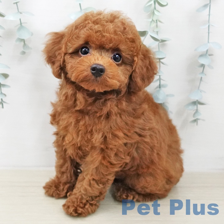 トイ・プードル