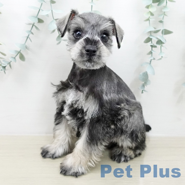 ミニチュア・シュナウザー