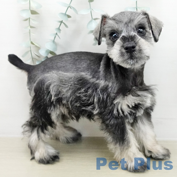 ミニチュア・シュナウザーの写真2