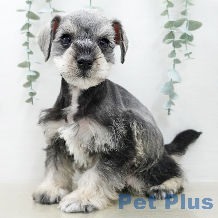 ミニチュア・シュナウザー