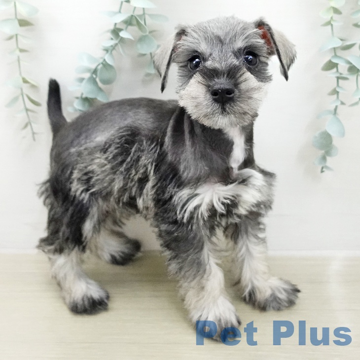 ミニチュア・シュナウザー