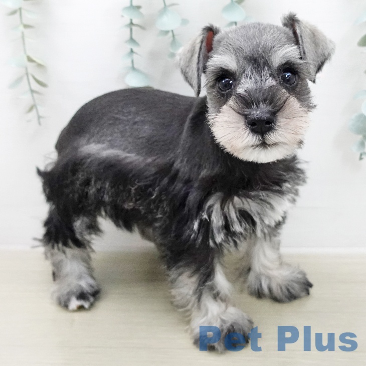 ミニチュア・シュナウザー