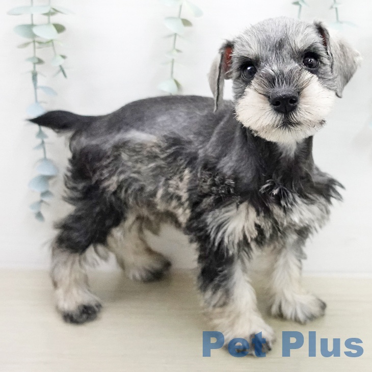 ミニチュア・シュナウザー