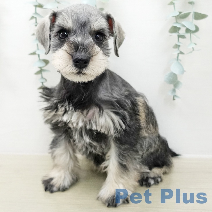 ミニチュア・シュナウザーの写真2